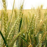 12 хозяйств Днепропетровщины завершили посев ранних зерновых культур
