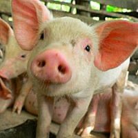 Угрозы заноса в Днепропетровск вируса свиного гриппа нет