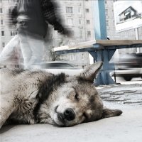 В Днепропетровске состоится выставка бездомных животных