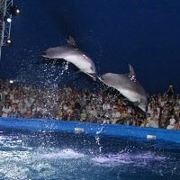 В Днепропетровске на День города открыли дельфинарий