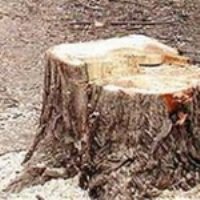 В Днепропетровске незаконно вырубают деревья
