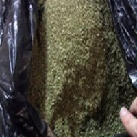 На Днепропетровщине оперативники «собрали урожай» марихуаны