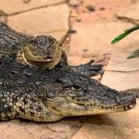 В Днепропетровске крокодилу, проглотившему мобильный телефон, вскроют брюшную полость. Видео